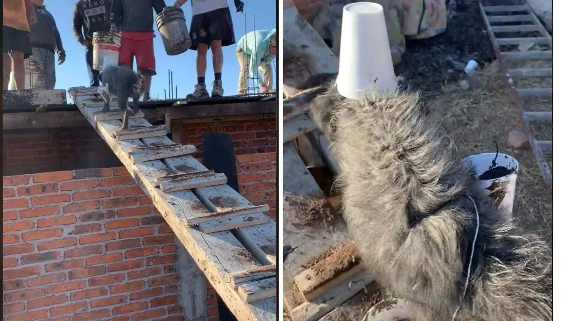 Perro constructor